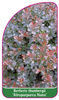 Berberis thunbergii 'Atropurpurea Nana'