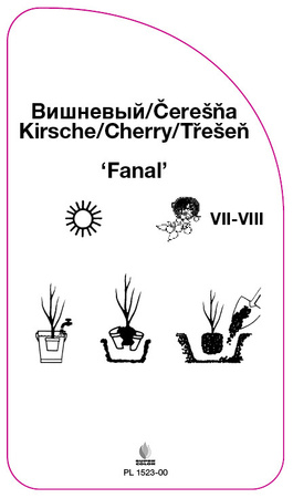 Wiśnia 'Fanal'