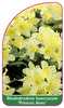 Rhododendron hanceanum 'Princess Anne'