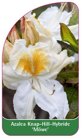 Azalea Knap-Hill-Hybride 'Möwe'