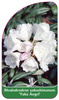Rhododendron yakushimanum 'Yaku Angel'