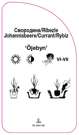 Rybíz 'Öjebyn'