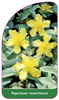 Hypericum moserianum