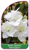 Azalea japonica 'Schneeglanz'
