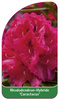 Rhododendron-Hybride 'Caractacus'