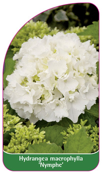 Hydrangea macrophylla 'Nymphe'