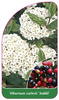 Viburnum carlesii 'Juddii'