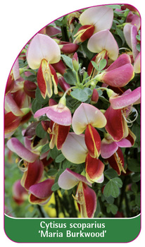 Cytisus scoparius 'Maria Burkwood'