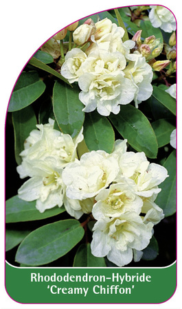 Rhododendron-Hybride 'Creamy Chiffon'