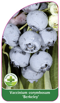 Vaccinium corymbosum 'Berkeley'