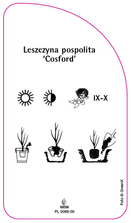 Leszczyna pospolita 'Cosford', PL