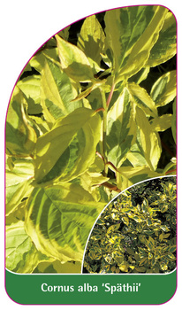 Cornus alba 'Späthii'