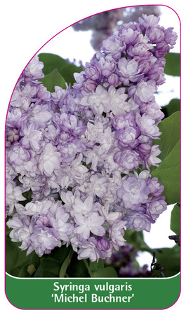 Syringa vulgaris 'Michel Buchner'