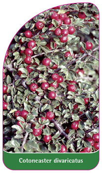 Cotoneaster divaricatus