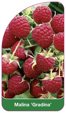 Malina 'Gradina'