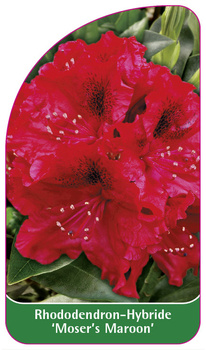 Rhododendron-Hybride 'Moser's Maroon'