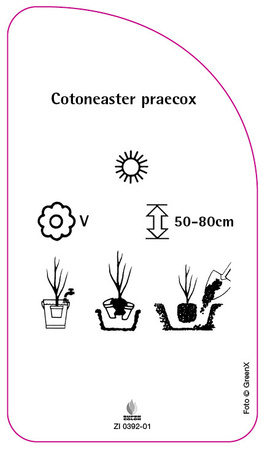 Cotoneaster praecox