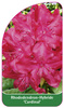 Rhododendron-Hybride 'Cardinal'