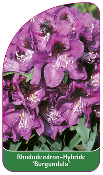Rhododendron-Hybride 'Burgundula'