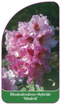Rhododendron-Hybride 'Madrid'