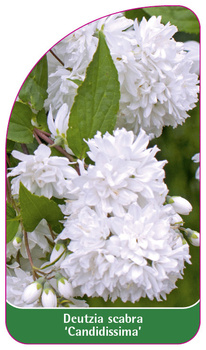 Deutzia scabra 'Candidissima'