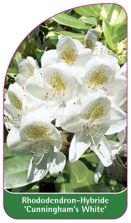 Rhododendron-Hybride 'Cunningham's White'