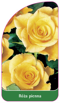Róza pienna Nr. 29