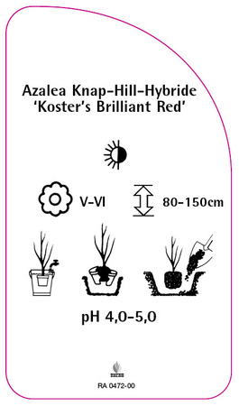 Azalea Knap-Hill-Hybride 'Koster's Brilliant Red'