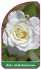 Róza wielkokwiatowa Nr. 221 A