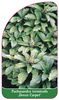 Pachysandra terminalis ,Green Carpet'
