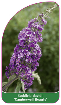 Buddleia davidii 'Camberwell Beauty'