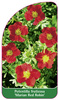 Potentilla fruticosa 'Marian Red Robin'