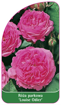 Róza parkowa 'Louise Odier' Nr. 528