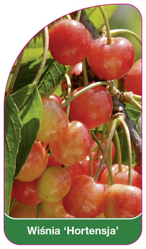 Wiśnia 'Hortensja'