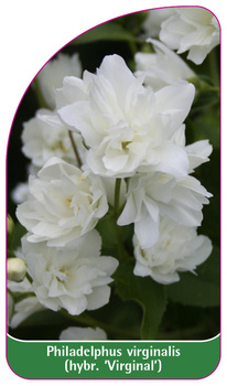 Philadelphus virginalis (hybr. 'Virginal')