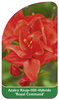 Azalea Knap-Hill-Hybride 'Royal Command''