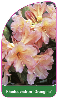 Rhododendron 'Orangina'