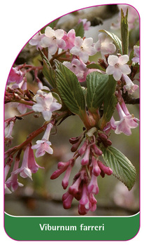 Viburnum farreri