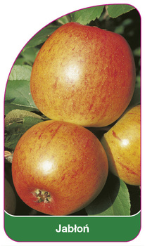 Jabłoń