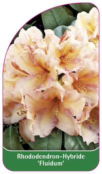 Rhododendron-Hybride 'Fluidum'