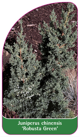Juniperus chinensis ‘Robusta Green'