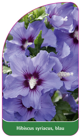 Hibiscus syriacus, blau