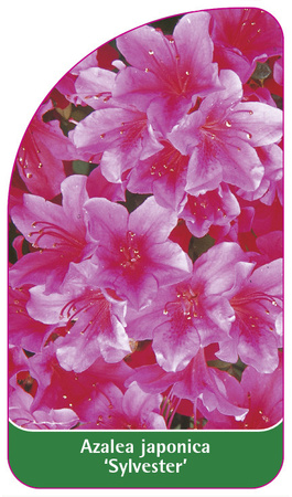 Azalea japonica 'Sylvester'
