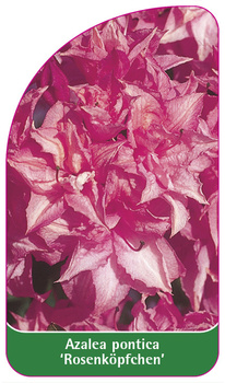 Azalea pontica 'Rosenköpfchen'