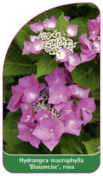 Hydrangea macrophylla 'Blaumeise', rosa