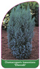 Chamaecyparis Iawsoniana 'Ellwoodii'