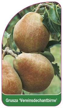 Grusza 'Vereinsdechantbirne'
