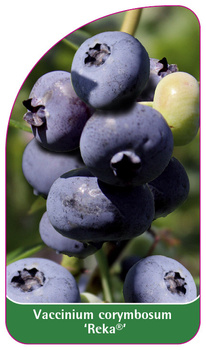 Vaccinium corymbosum 'Reka'