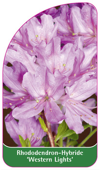Rhododendron-Hybride 'Western Lights'