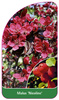 Malus 'Nicoline'
